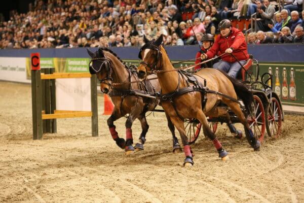 Marvin Peter (Germany) mit zweier Ponygespann